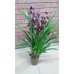 Орхидея Цимбидиум Фиолетовый
